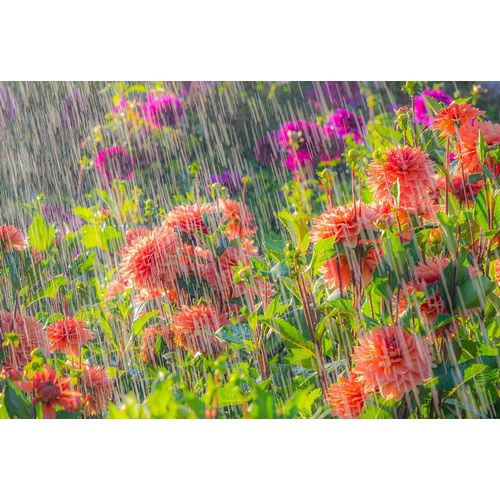 Oregon-Canby-Swam Island Dahlias-water coming down on flowers